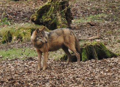 Eurasian wolf