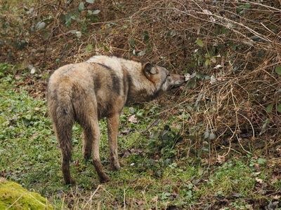 Eurasian wolf - inspection time