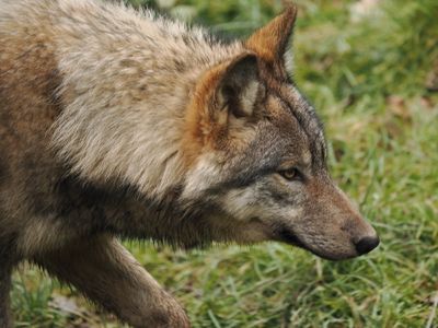 Eurasian wolf