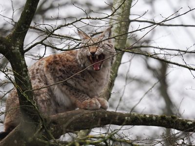 Lynx