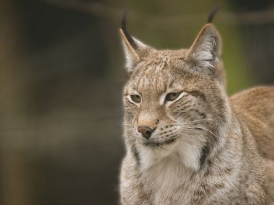 Lynx