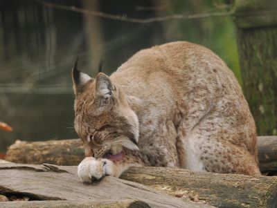 Lynx