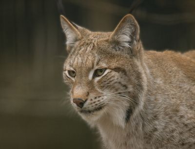 Lynx