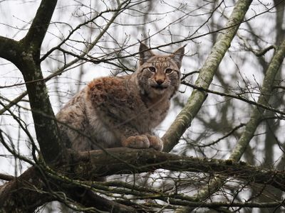 Lynx