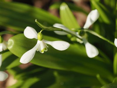 Snowdrops