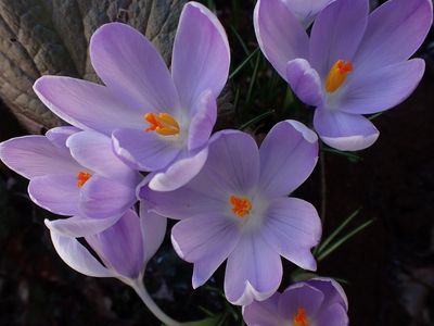 Crocus