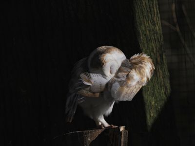 Barn owl - clean up