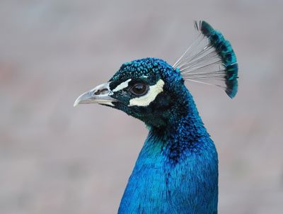 Peacock