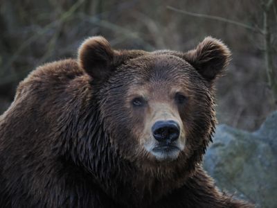Bear