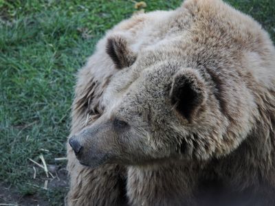 Bear