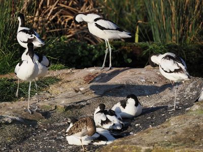Avocets