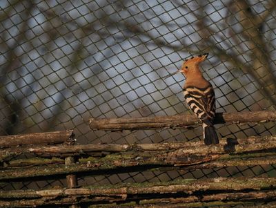Eurasian hoopoe