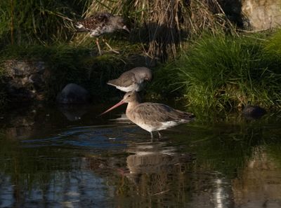Black-tailed godwit