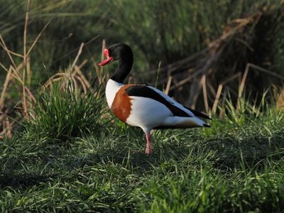 Common shelduck