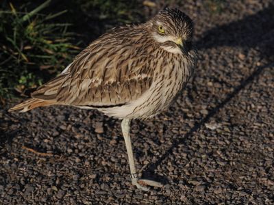 Ruff - chevalier combattant