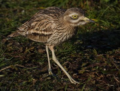 Ruff - chevalier combattant