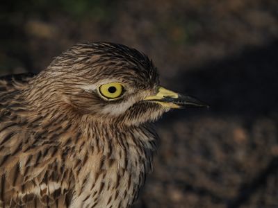 Ruff - chevalier combattant