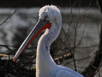 Dalmatian pelican
