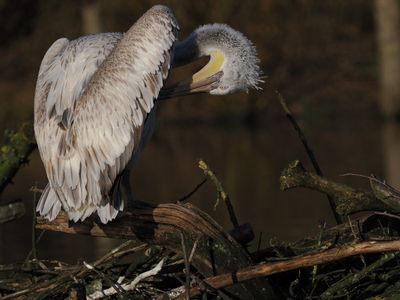 Dalmatian pelican