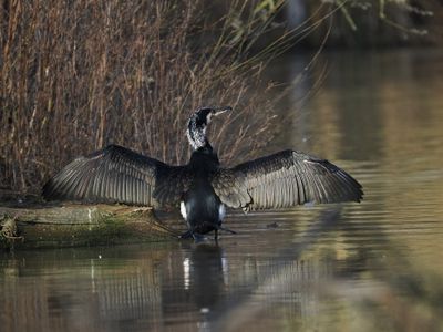 Great cormorant