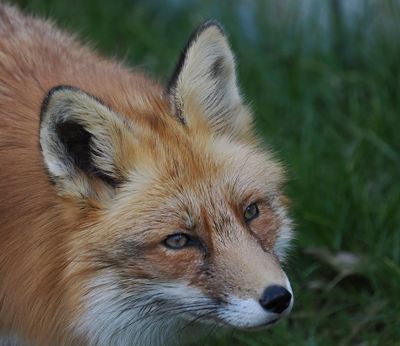 Fox