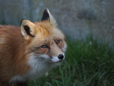 Fox