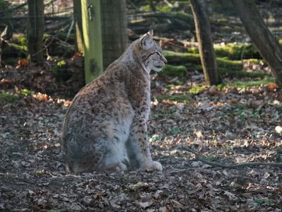 Lynx