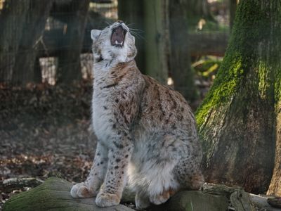 Lynx