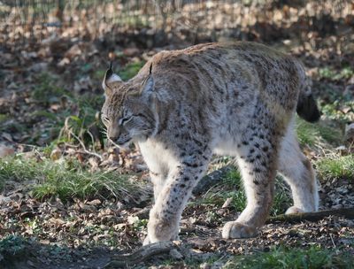 Lynx