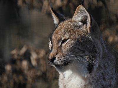 Lynx
