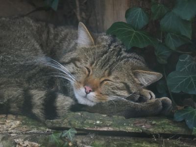 Wild cat