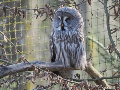 Ural owl - Strix uralensis