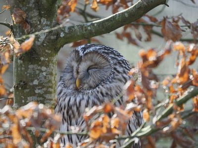 Great grey owl