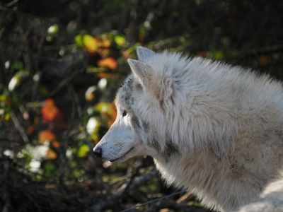 Arctic wolf