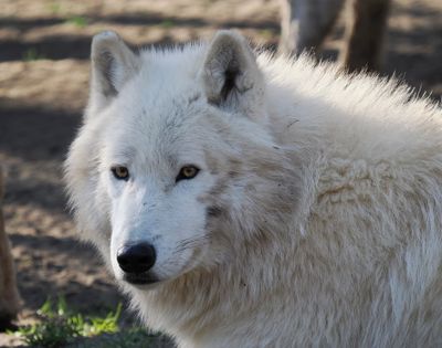Arctic wolf
