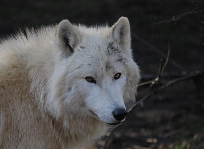 Arctic wolf