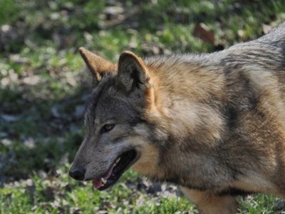 Eurasian wolf
