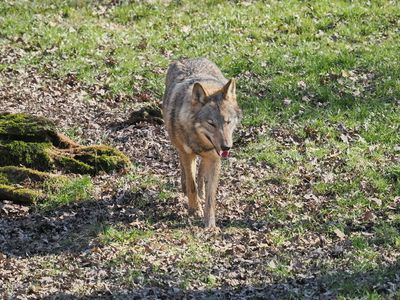 Eurasian wolf