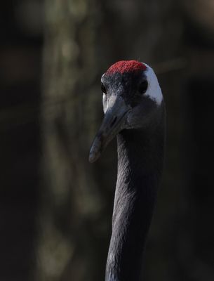 Manchurian crane