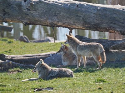 Coyotes