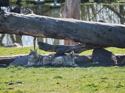 Coyotes
