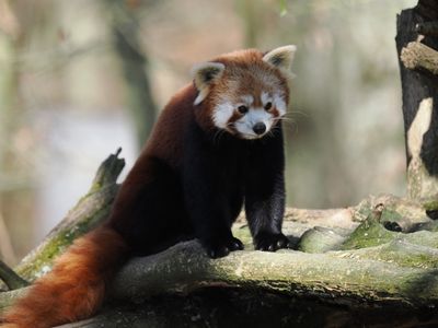 Red panda