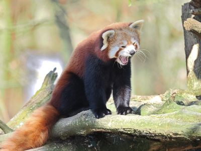Red panda
