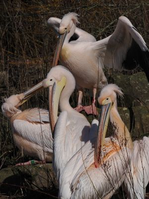 Pelicans
