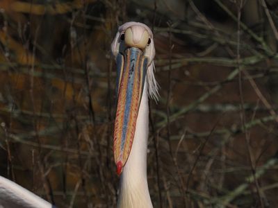Pelican