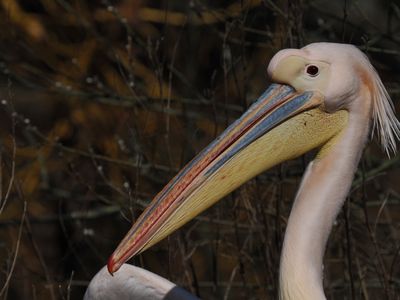 Pelican