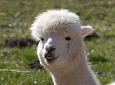 Alpaca