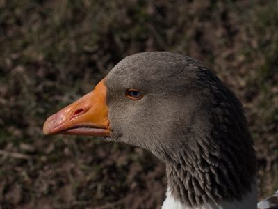 Goose - oie de Lorraine