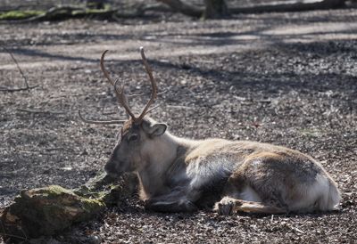 Reindeer