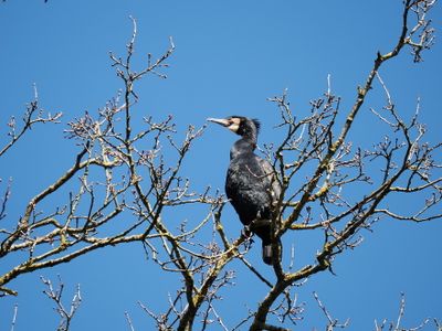 Great cormorant